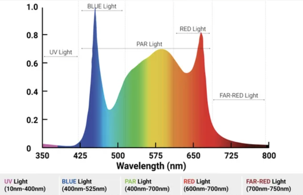 plant-spectrum-02